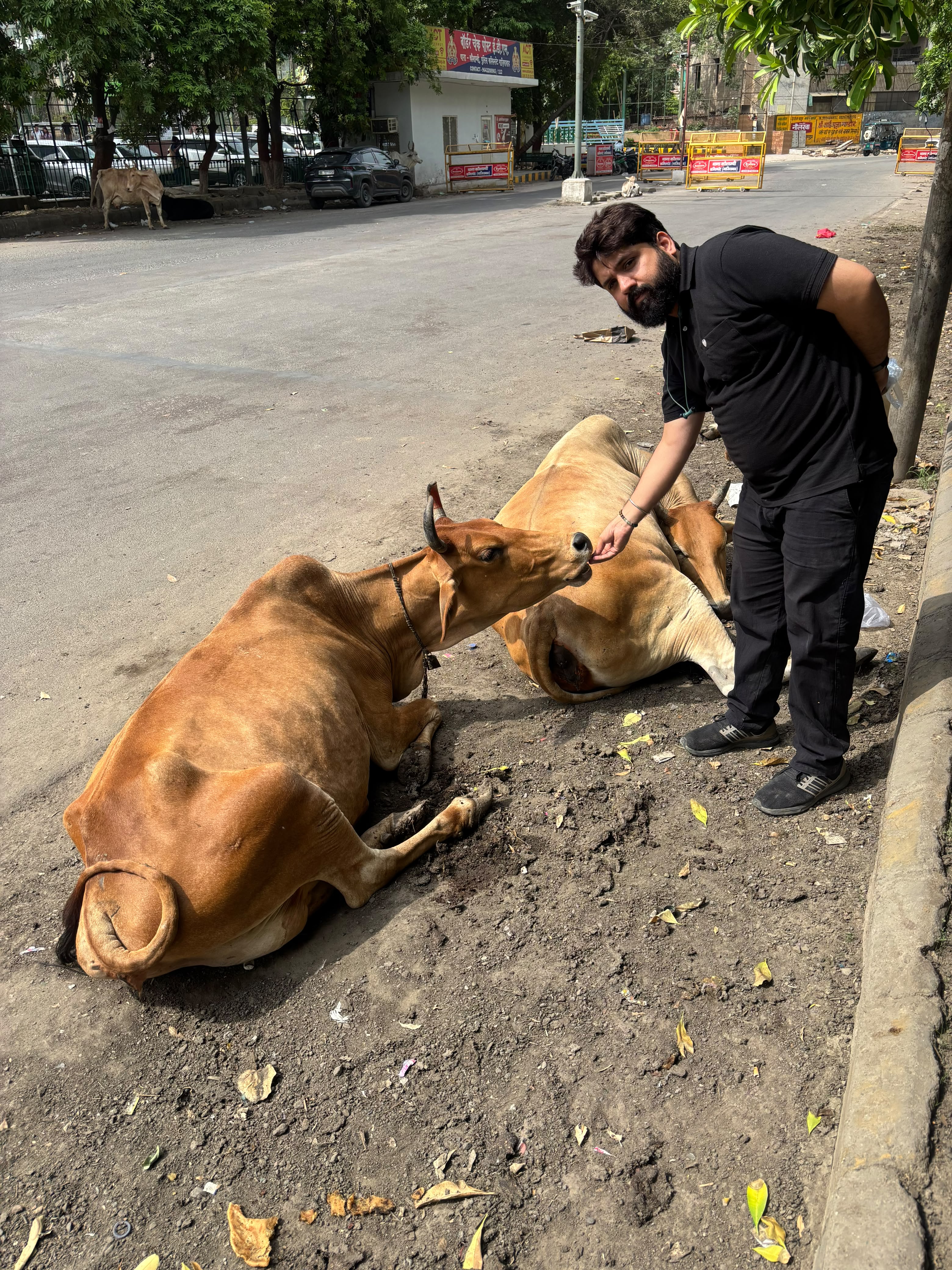 Cow Feeding