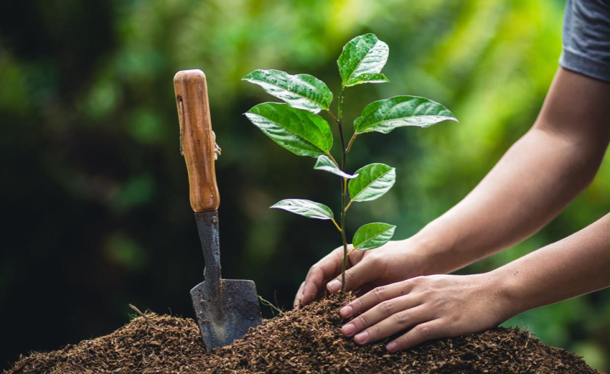 Tree Plantation